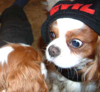 Dogs of war