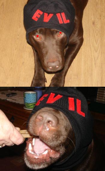 Best EVIL pet